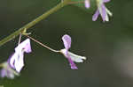 Nakedflower ticktrefoil